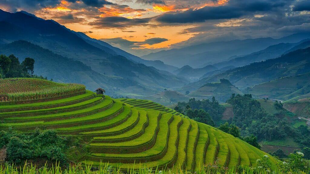 Рисовые террасы в Му Кан Чай, Вьетнам